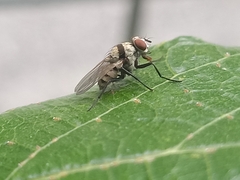 Anthomyia illocata