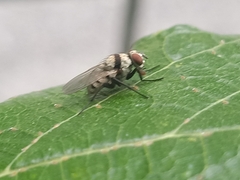 Anthomyia illocata
