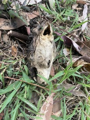 Pseudocheirus peregrinus