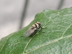 Anthomyia illocata