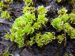 Sphagnum denticulatum