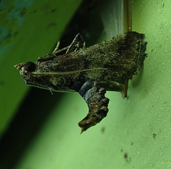Sacada