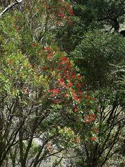 Metrosideros umbellata