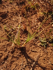 Bulbine capitata