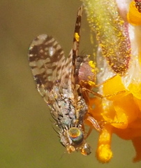Austrotephritis poenia