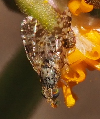 Austrotephritis poenia