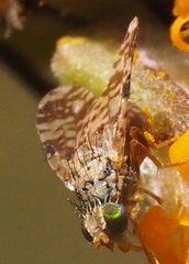 Austrotephritis poenia