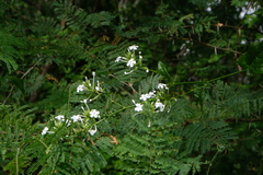 Plumbago zeylanica