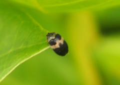 Attagenus fasciatus