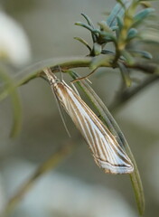 Hednota grammellus