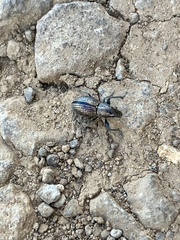 Naupactus tremolerasi