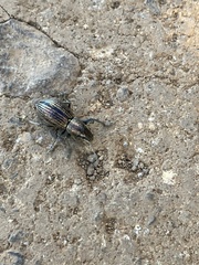 Naupactus tremolerasi