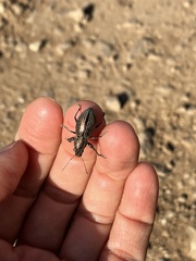 Naupactus tremolerasi