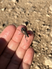 Naupactus tremolerasi