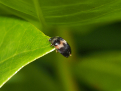 Attagenus fasciatus