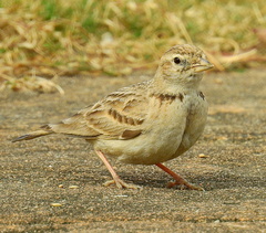 Calandrella dukhunensis