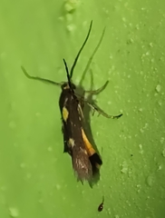 Eretmocera