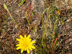 Microseris lanceolata