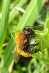 Andrena fulva