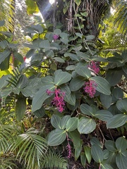 Medinilla