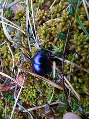 Trypocopris vernalis