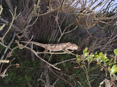 Bradypodion ventrale