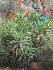 Aloe arborescens