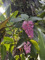 Medinilla