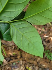 Glochidion acuminatum