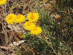Leucochrysum albicans