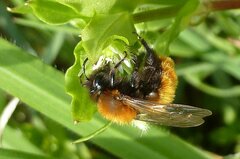 Andrena fulva