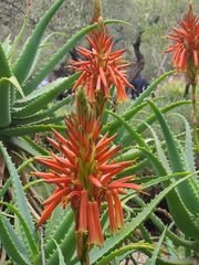Aloe arborescens