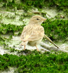 Calandrella dukhunensis