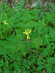 Corydalis balansae