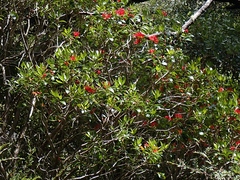 Metrosideros umbellata