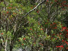 Metrosideros umbellata