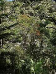 Metrosideros umbellata