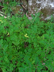 Corydalis balansae