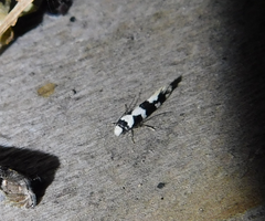 Neurothaumasia ankerella
