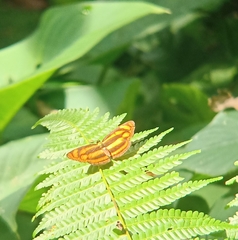 Pantoporia paraka