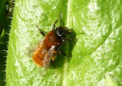 Andrena fulva