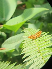 Pantoporia paraka
