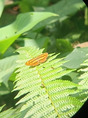 Pantoporia paraka