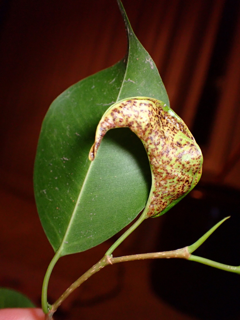 Leaf-gall thrips