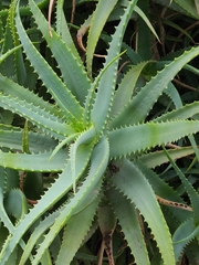 Aloe arborescens