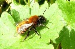 Andrena fulva