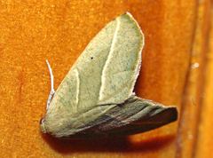 Drepanogynis olivescens