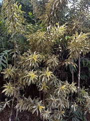 Dracaena reflexa