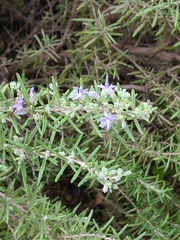 Salvia rosmarinus