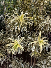 Dracaena reflexa